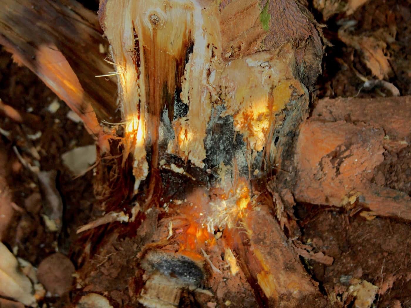 FABIan conducts a Eucalyptus root-rot disease survey