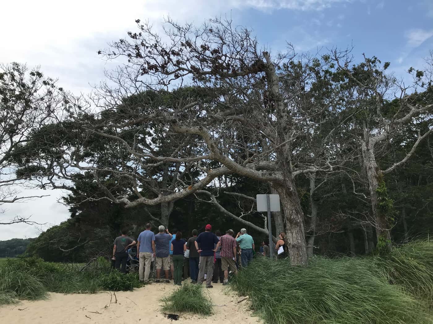 FABIans participate in ICPP Forest Pathology fieldtrip