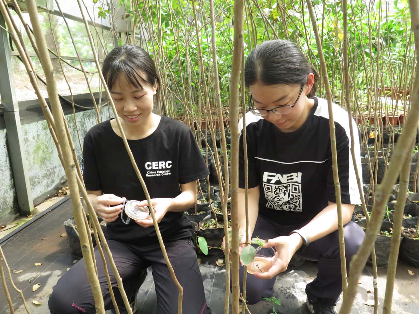 CERC-FABI team conducts major inoculation experiment