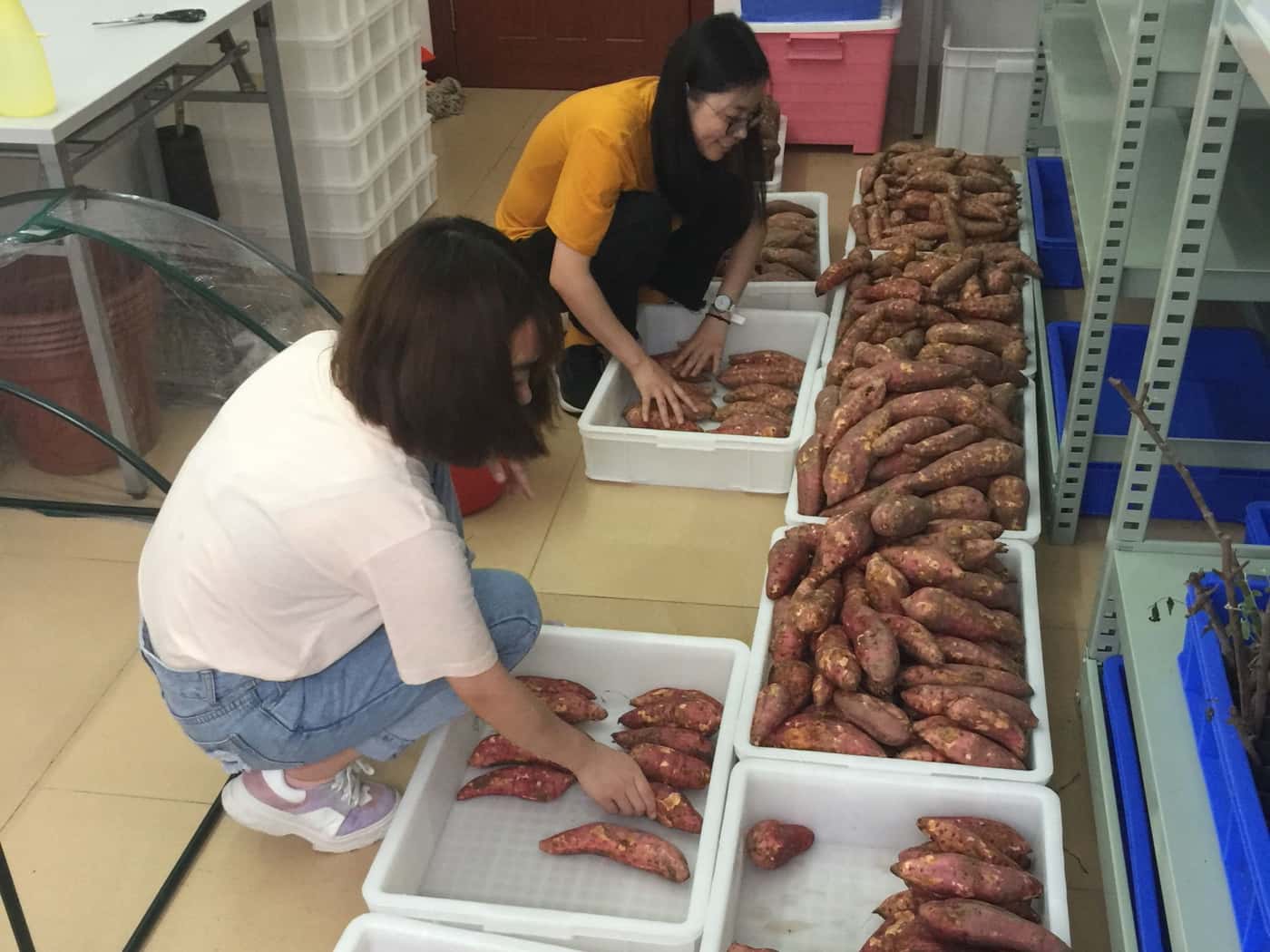 CERC-FABI team conducts major inoculation experiment
