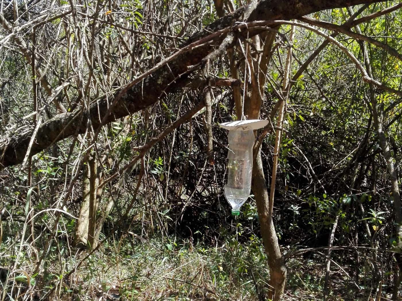 Hunting for ambrosia beetles in Tzaneen