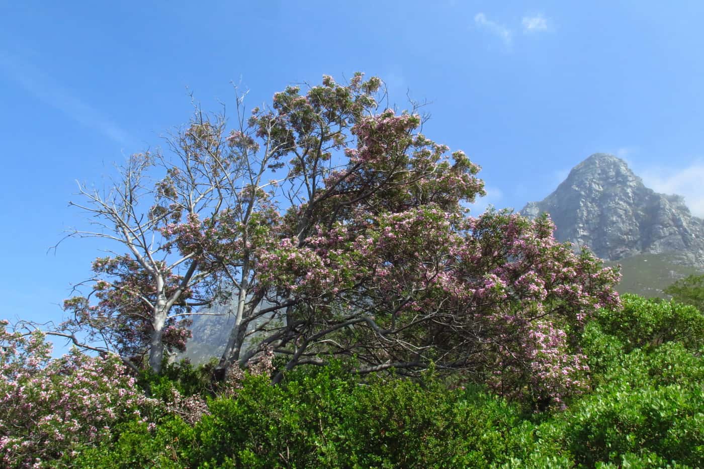 Prof André Drenth explores tree health issues in the Western Cape