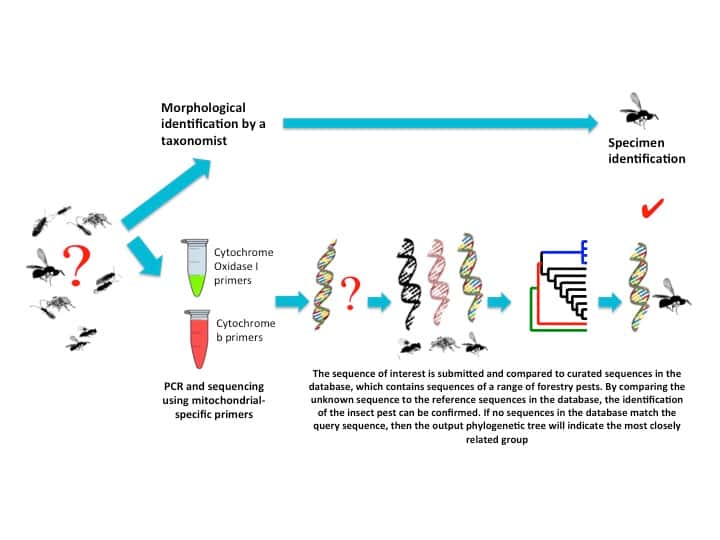 An online DNA sequence database to support forest-pest management