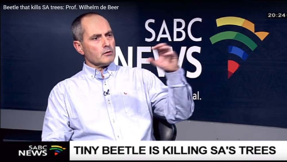 Shot Hole Borer invasion places FABI in the spotlight