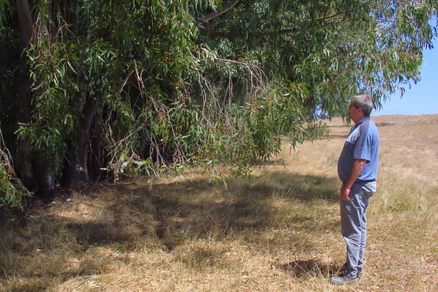 Scouting for eucalyptus pests on the Cape Peninsula