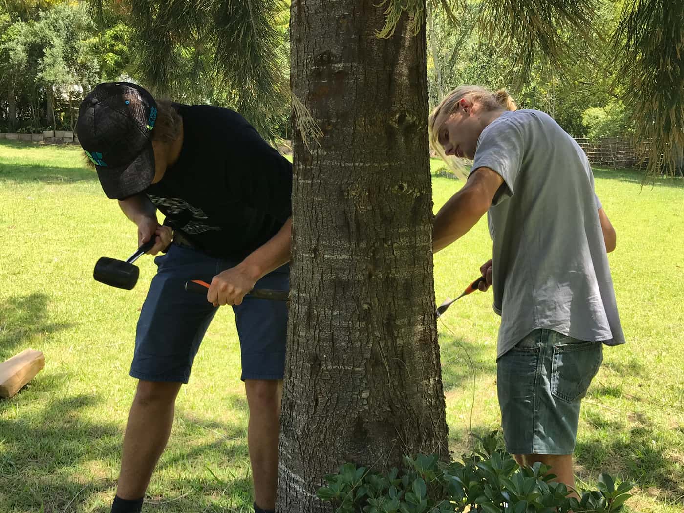 Shot Hole borer projects launched in forests of the Southern Cape