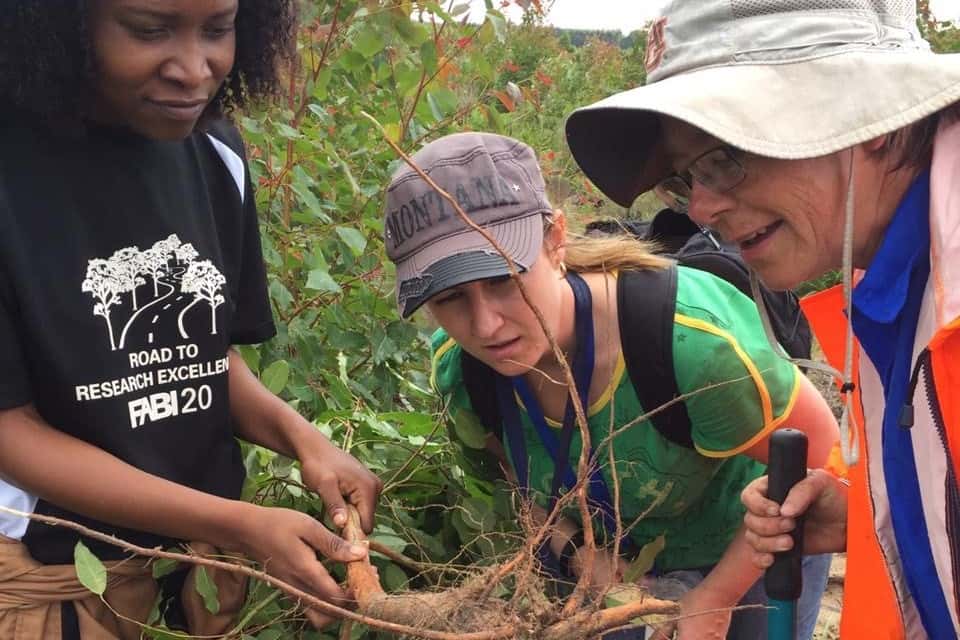 Fieldwork to understand the emerging Ceratocystis threat to Eucalyptus in South Africa