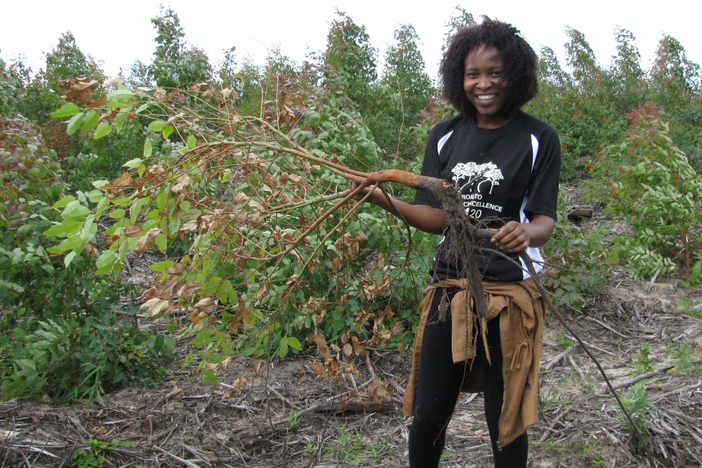 Fieldwork to understand the emerging Ceratocystis threat to Eucalyptus in South Africa
