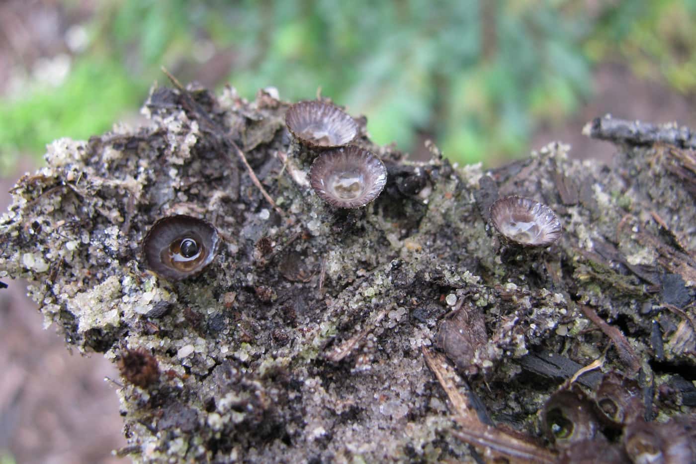 Fieldwork to understand the emerging Ceratocystis threat to Eucalyptus in South Africa