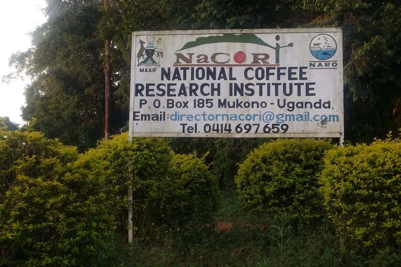 Crossing the Equator: A research visit to the National Coffee Research Institute (NaCORI) in Uganda