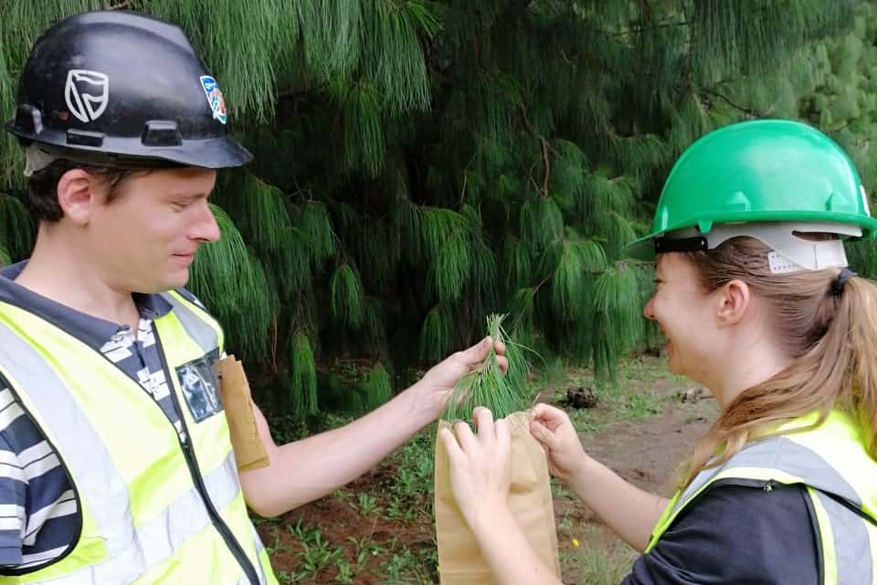 Exciting initial results towards the management of the pine emperor moth