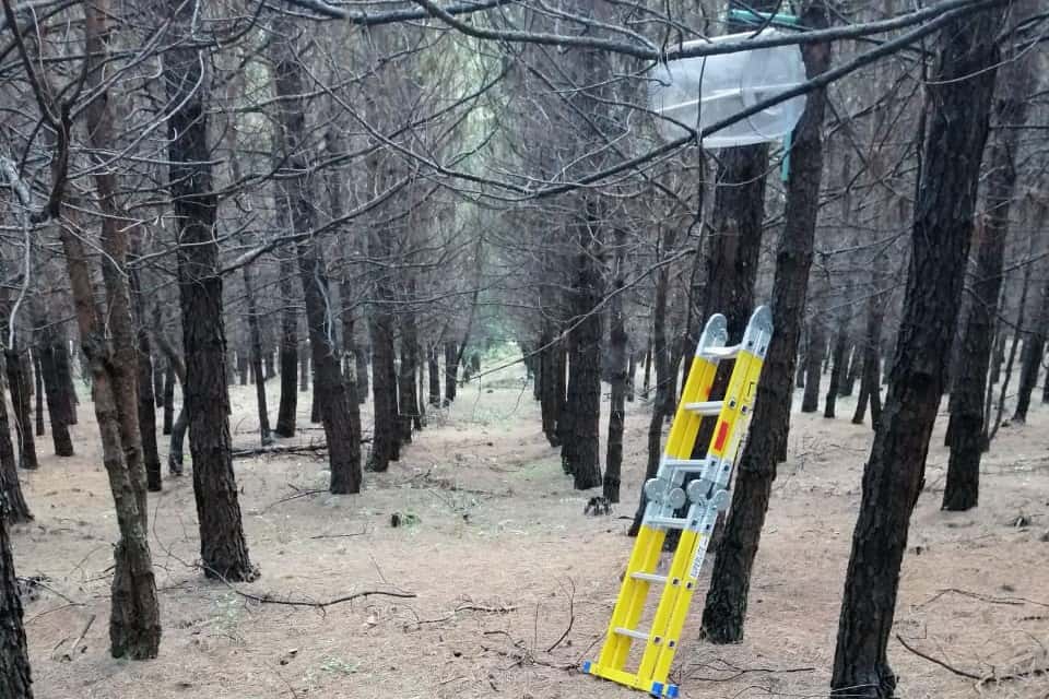 Exciting initial results towards the management of the pine emperor moth