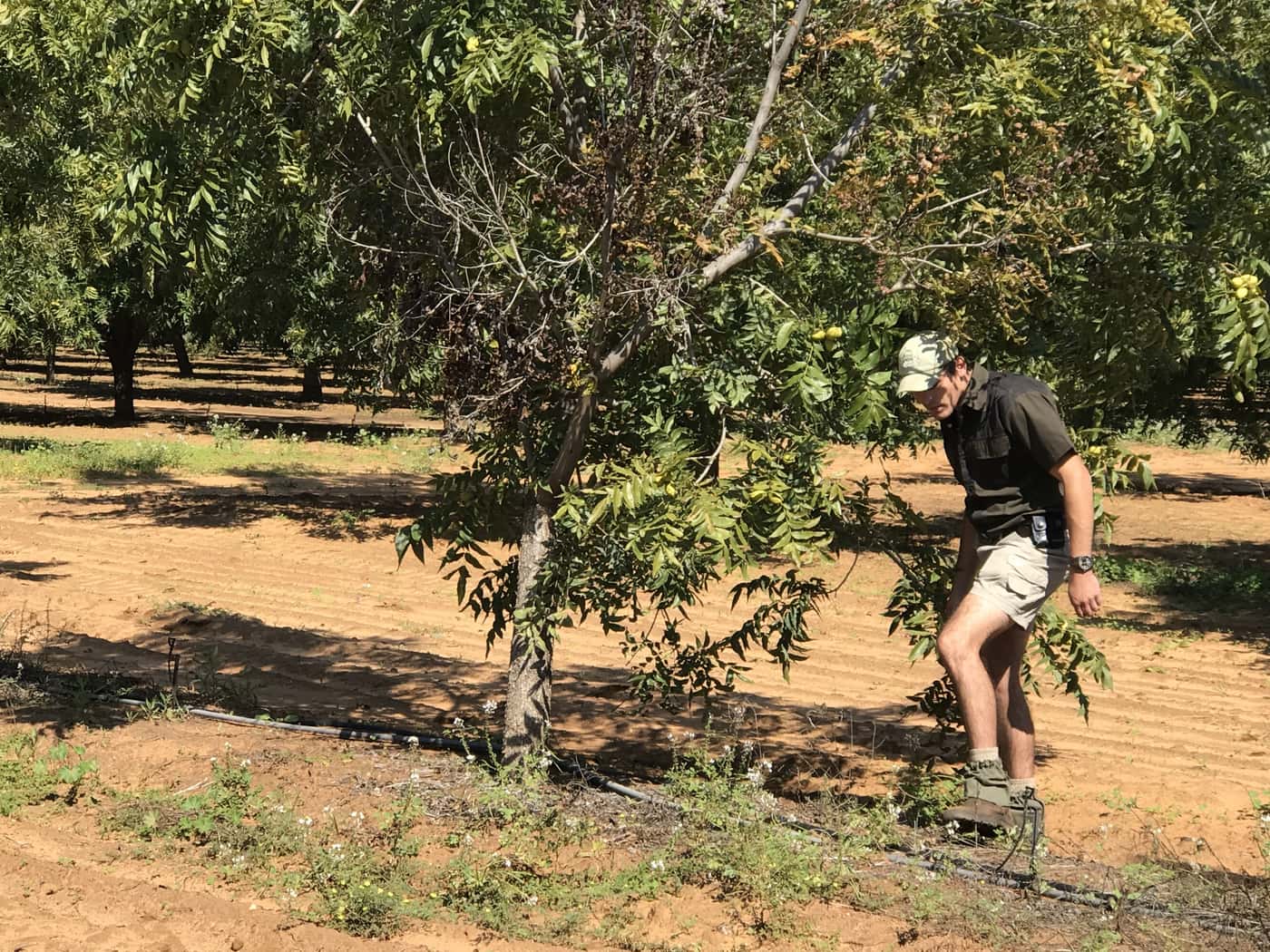 PSHB survey in Northern Cape Pecan orchards
