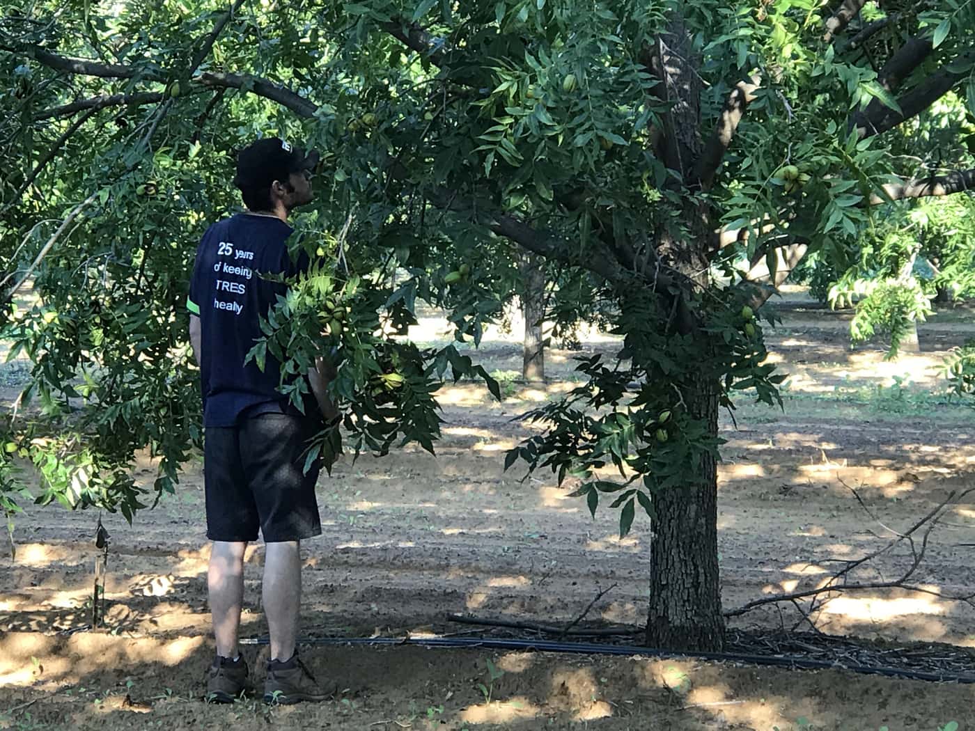 PSHB survey in Northern Cape Pecan orchards