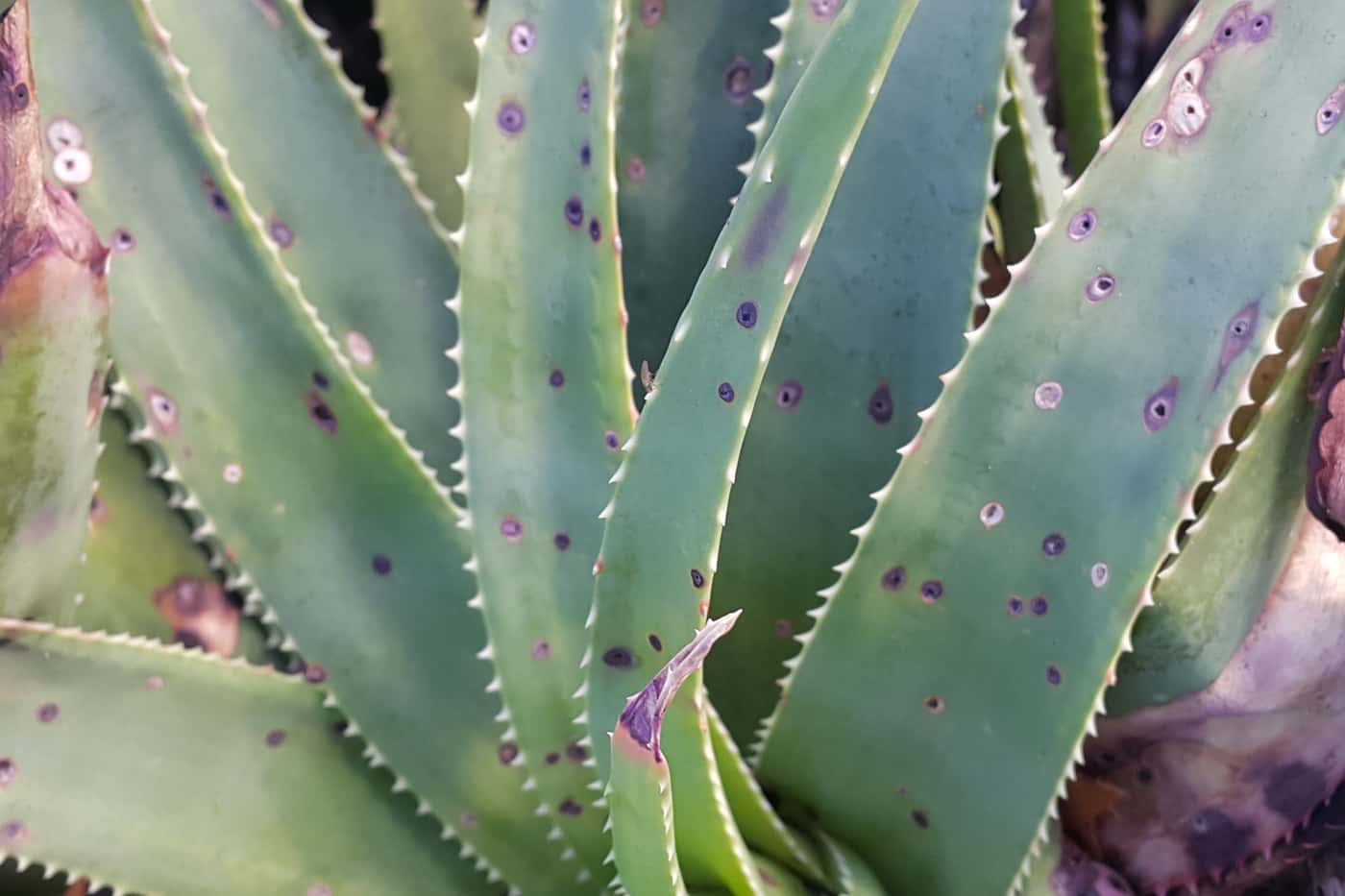Monitoring plant health in botanic gardens and arboreta across South Africa