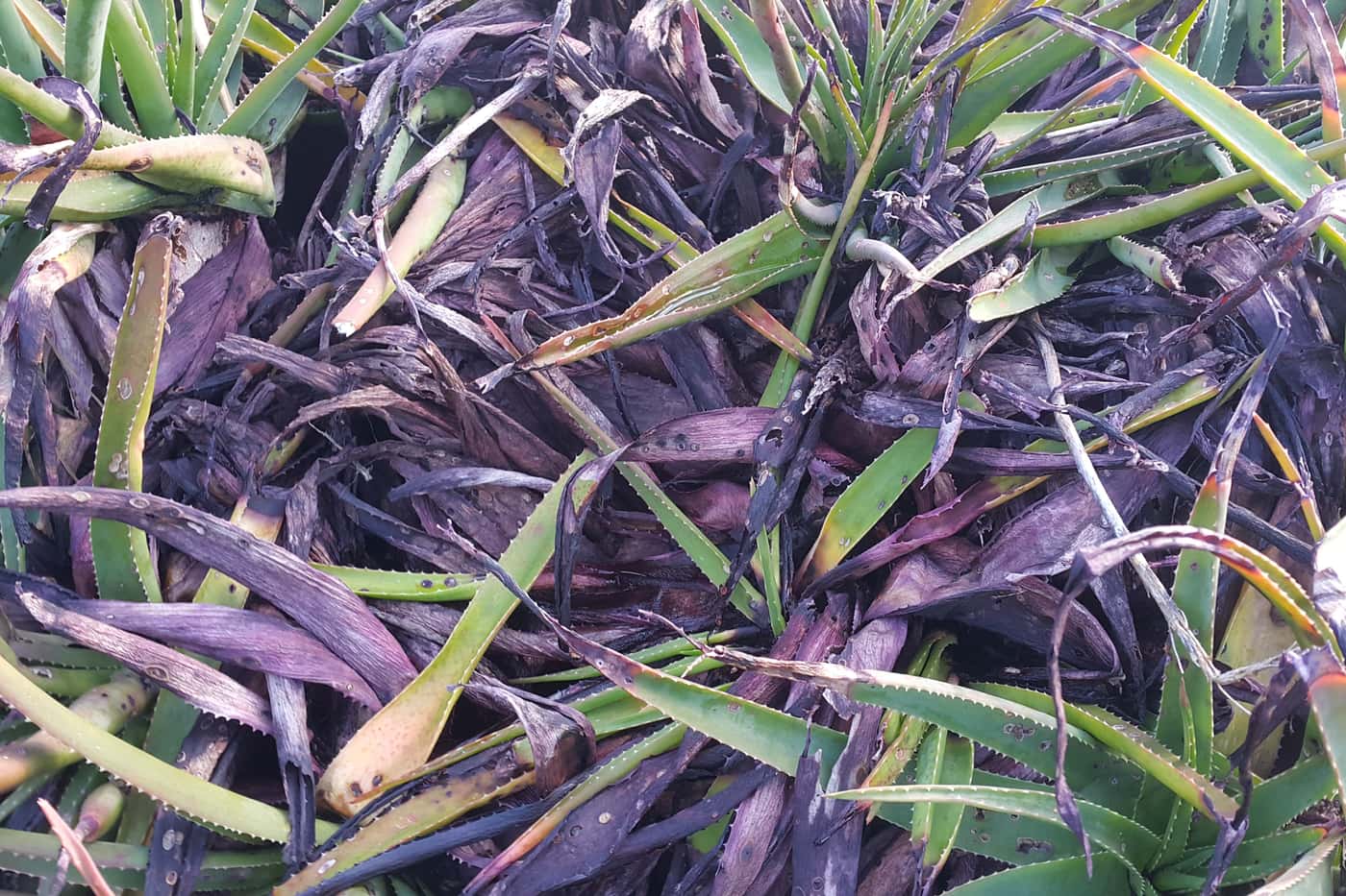 Monitoring plant health in botanic gardens and arboreta across South Africa