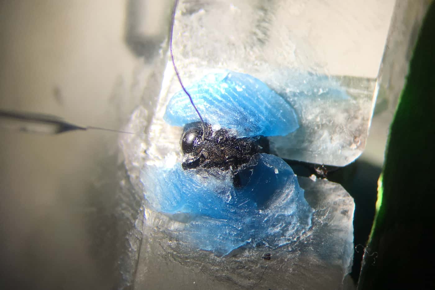 Looking into the eyes of the European woodwasp, <i>Sirex noctilio</i>