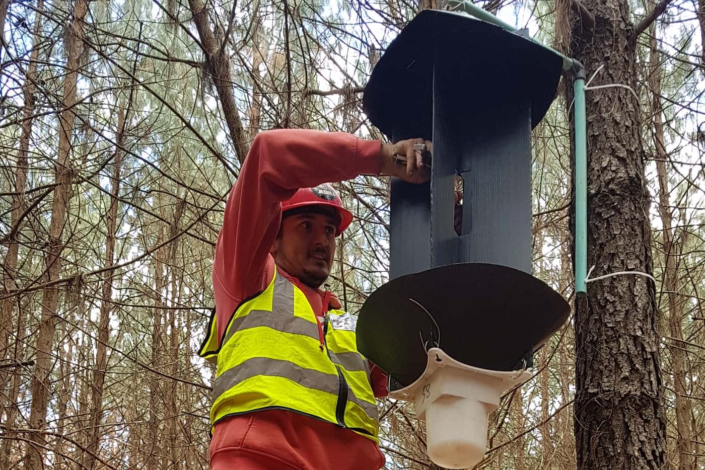FABI chemical ecology field trials planned for 2019 and 2020