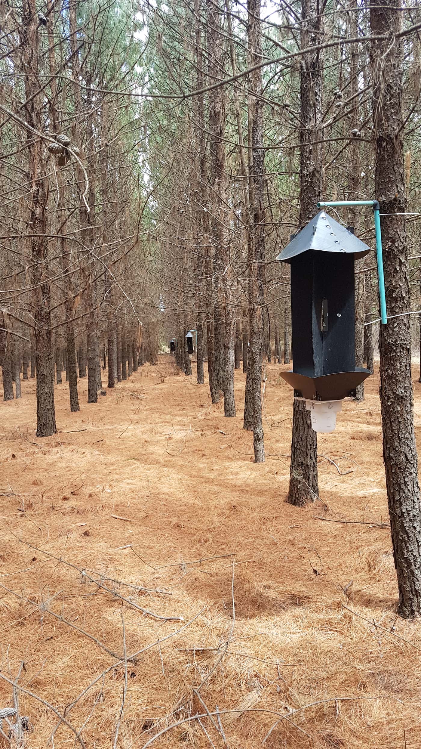 FABI chemical ecology field trials planned for 2019 and 2020