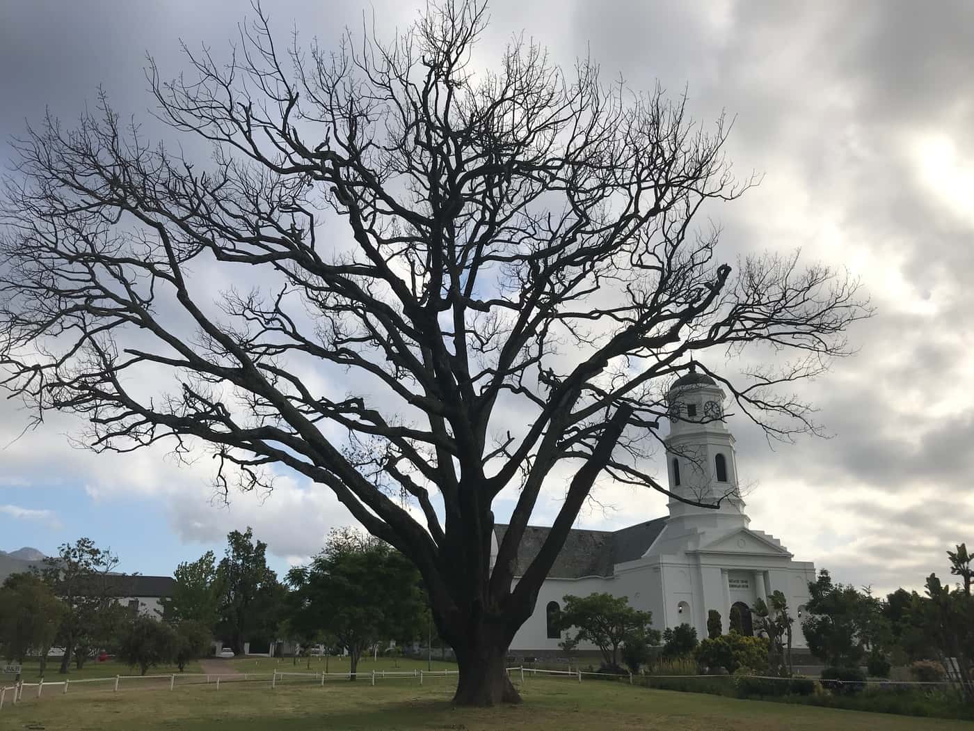 PSHB is spreading in the Western Cape