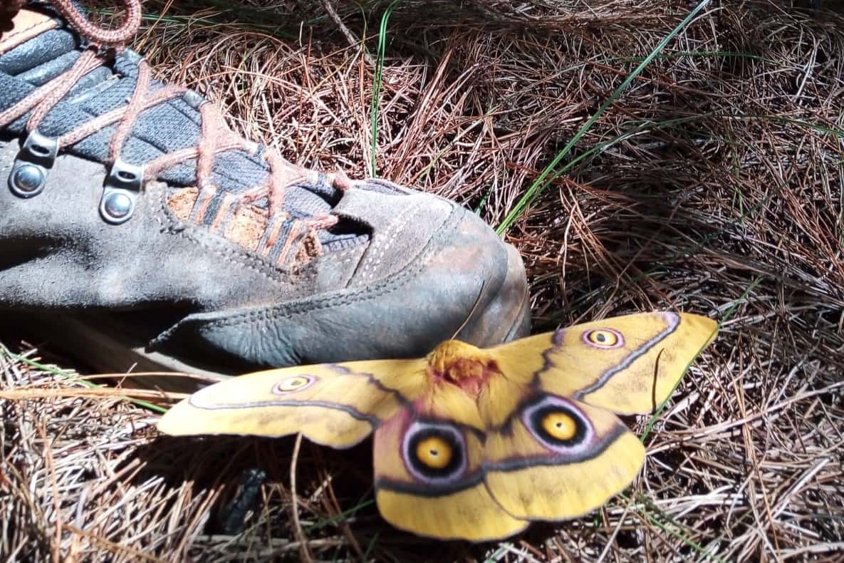 Moth pheromone trial in Underberg, KZN