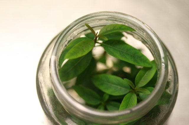 Eucalyptus Pine Pathogen Interactions research group