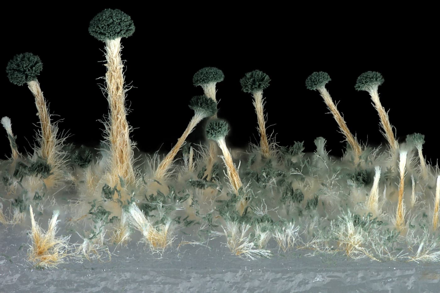 Art in Biodiversity research group
