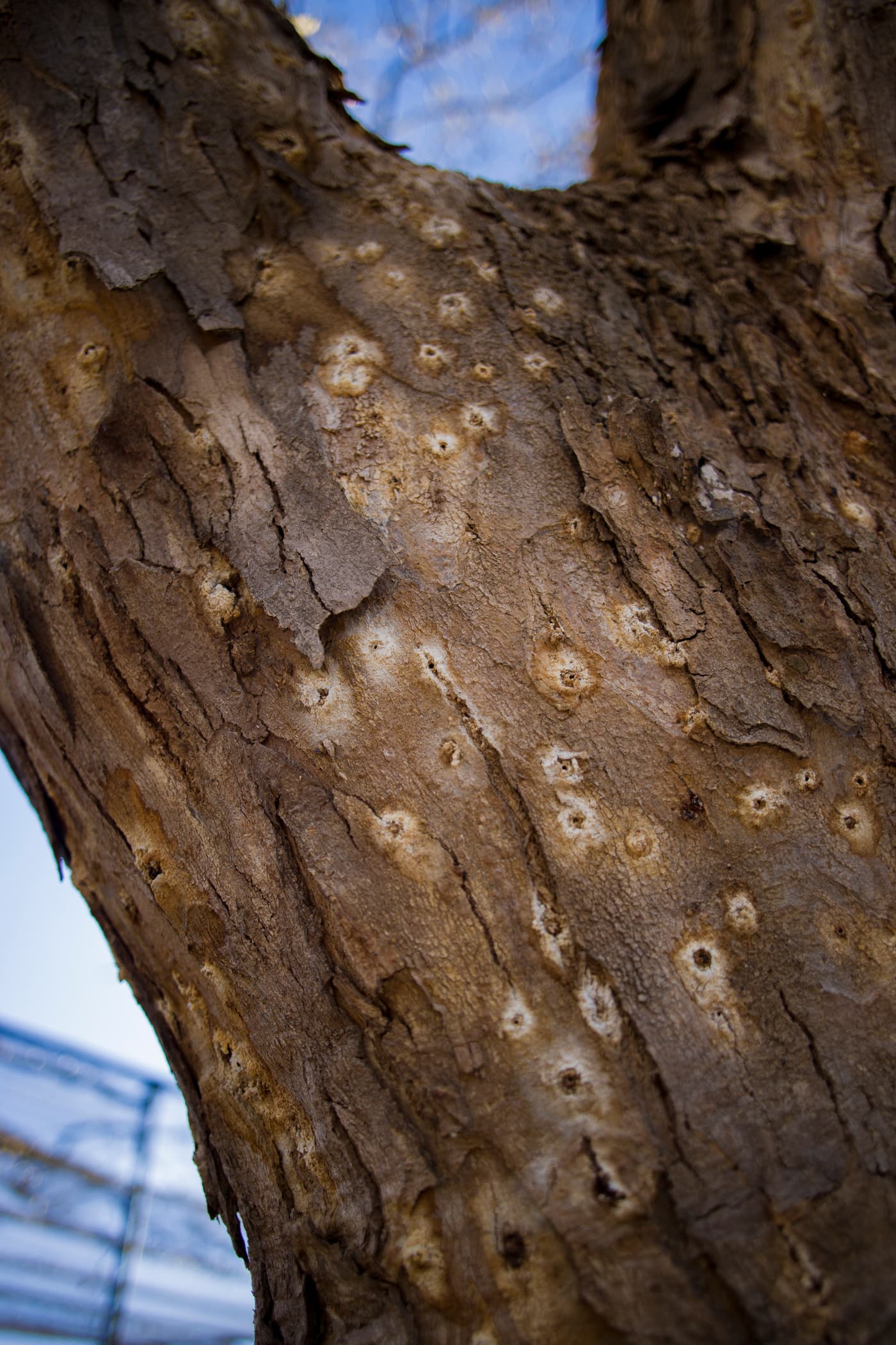 A peppered maple tree