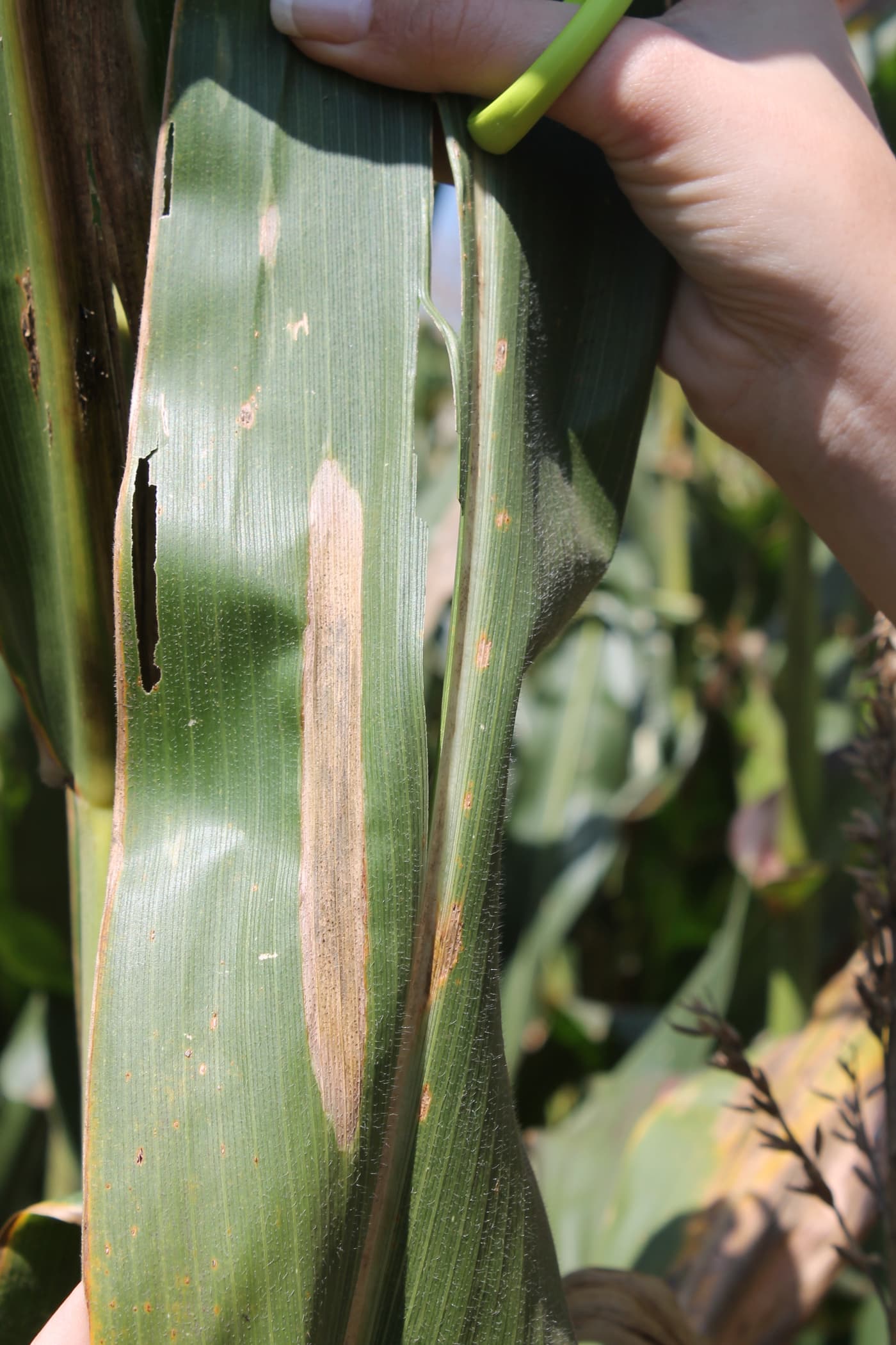 Northern corn leaf blight lesion
