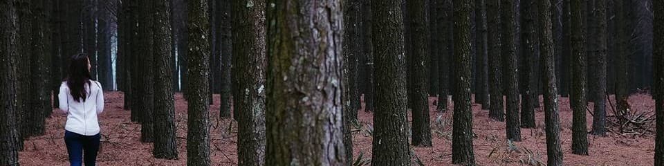 Walking through pine plantations, KZN, South Africa