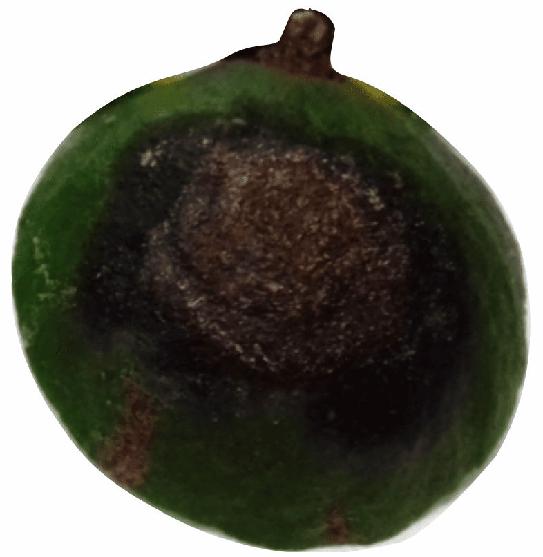 Anthracnose Husk Rot