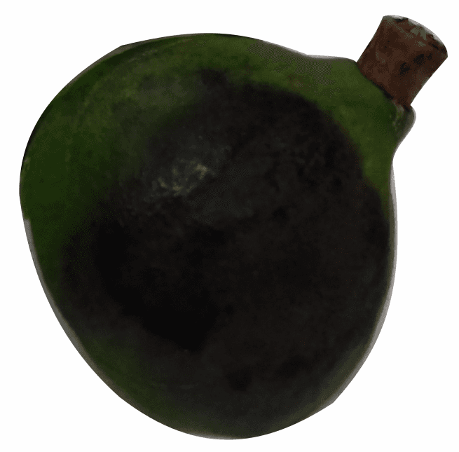 Phomopsis Husk Rot