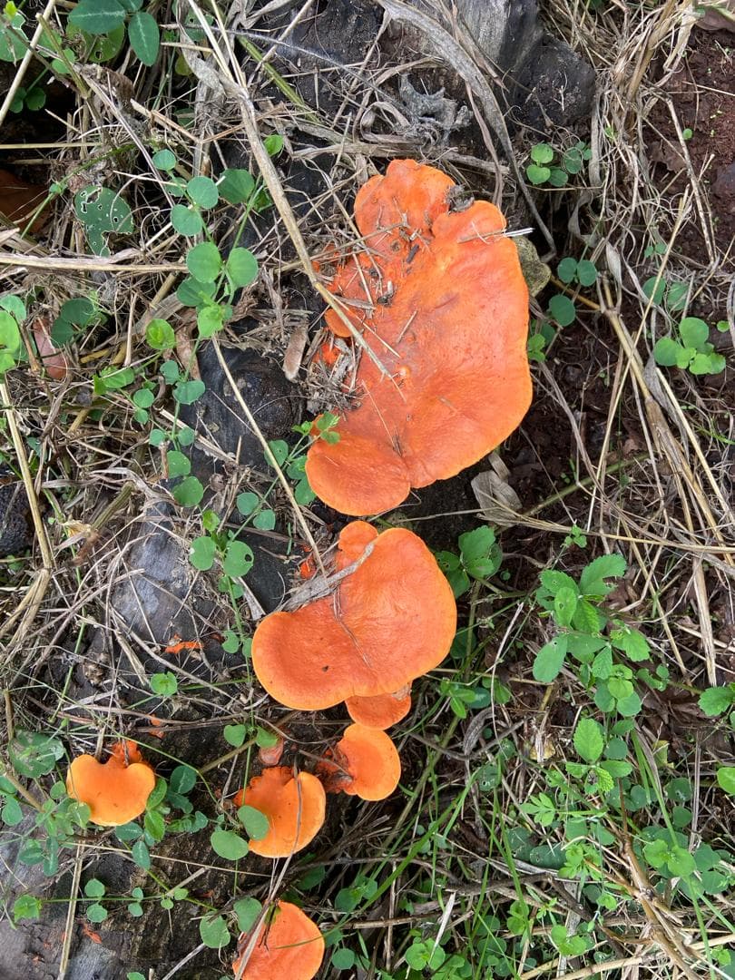 Mushrooms
