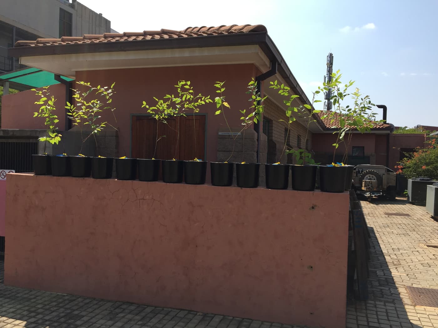 Beautiful flowers at the back of the FABI phytotrons