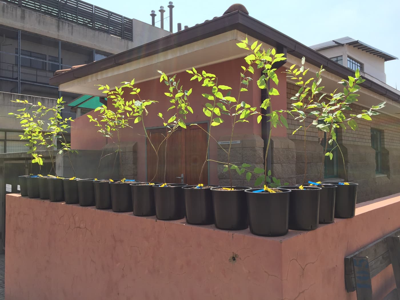 Beautiful flowers at the back of the FABI phytotrons