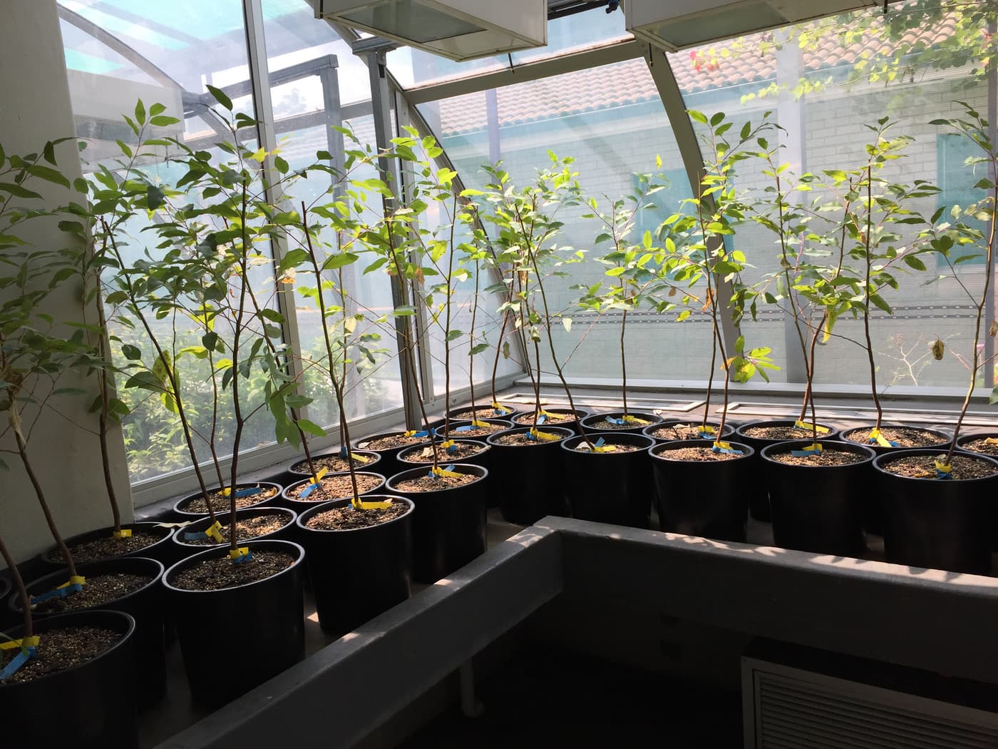Beautiful flowers at the back of the FABI phytotrons