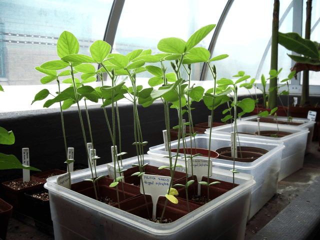 Molecular Plant Physiology research group