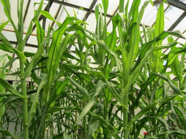 Molecular Plant-Pathogen Interactions research group