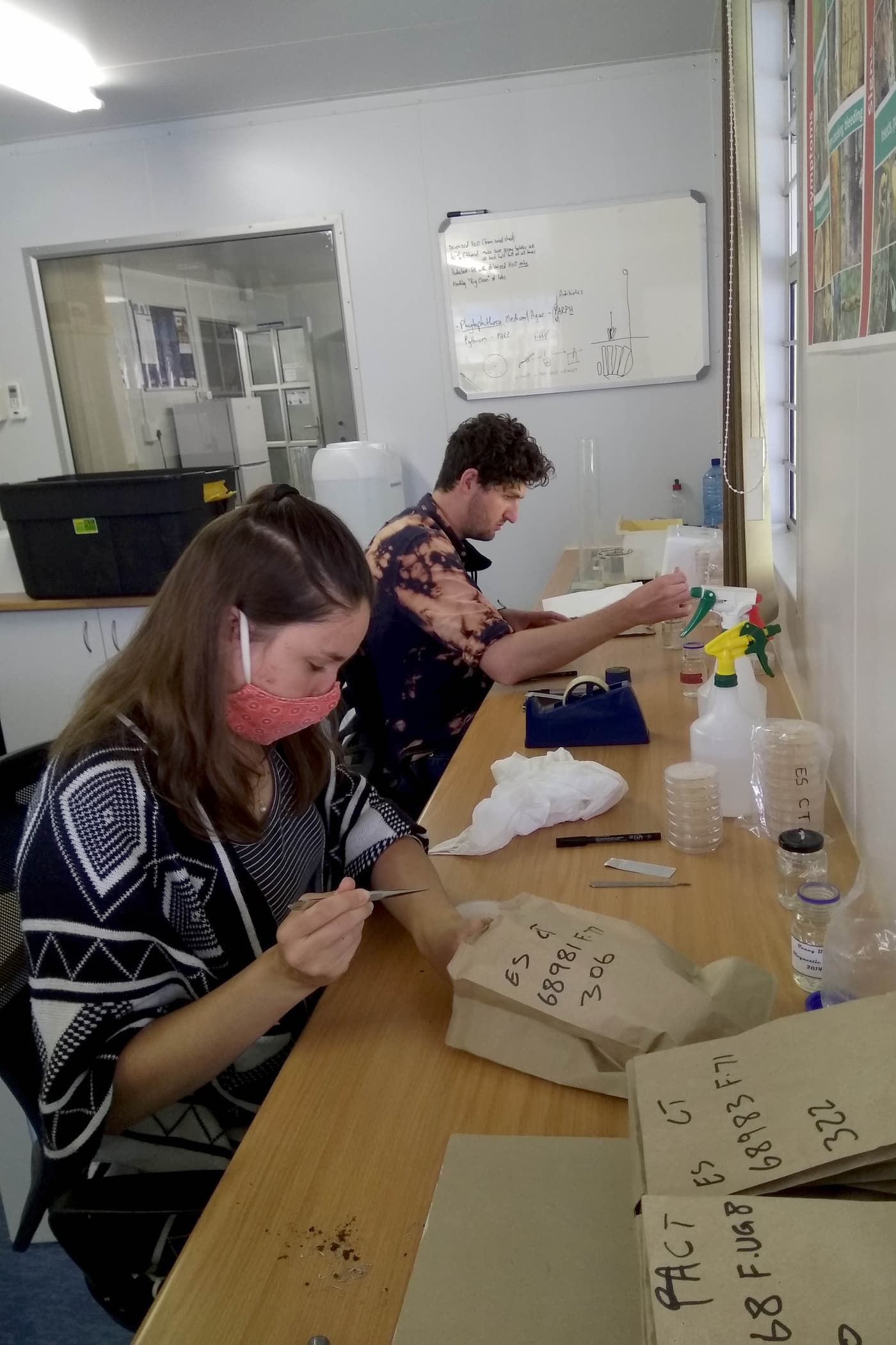 Harvesting <i>Phytophthora</i> pathogenicity trials in the KZN midlands