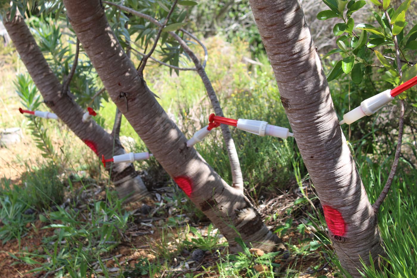 Treatment trials established to fight Phytophthora die-back in Kirstenbosch gardens