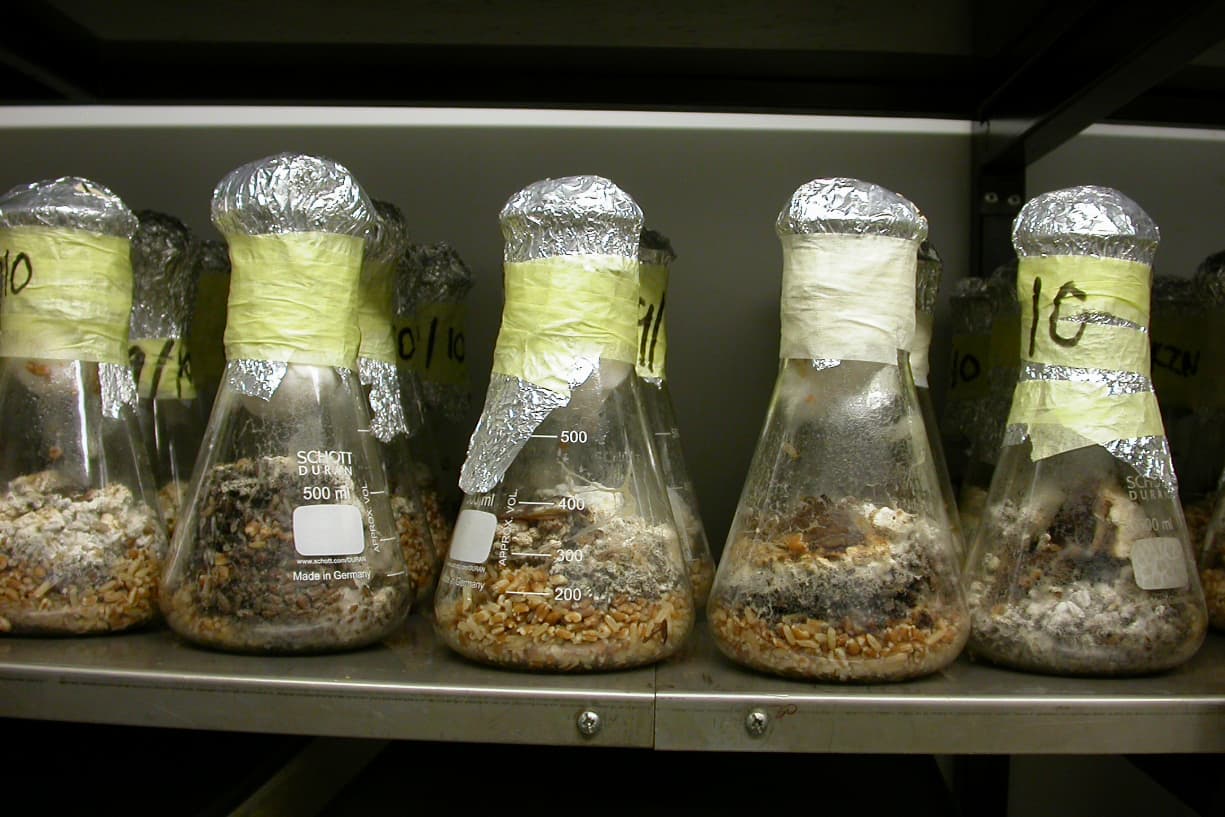 Augmentative biological control of the Sirex woodwasp continues in 2021