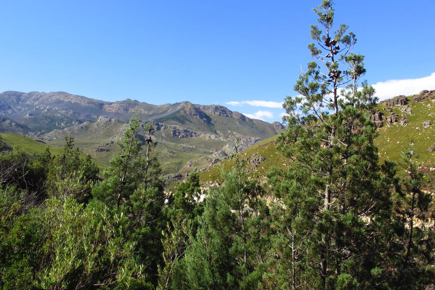 FABI investigates bark beetles and their fungal associates on South African Cedar trees