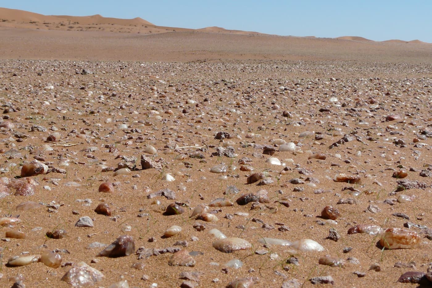 FABI researchers investigate photosynthesis in the Namib