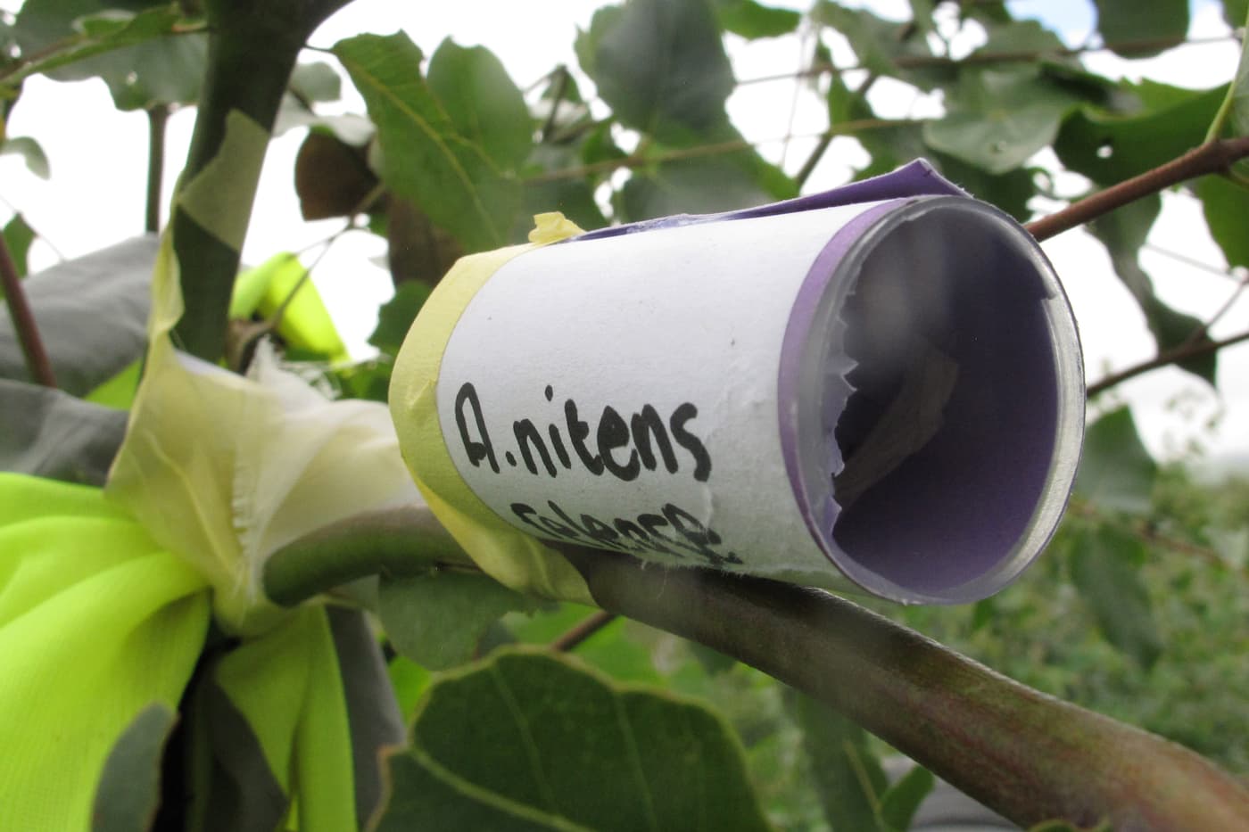 Release of new population of biocontrol agents to control <i>Gonipterus</i>