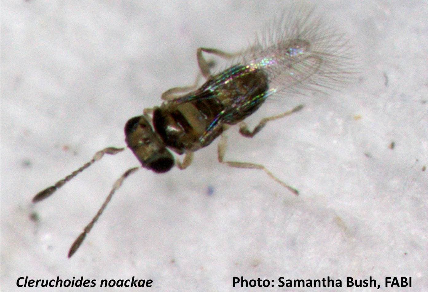 Celebrating one year in the Biocontrol efforts of the bronze bug