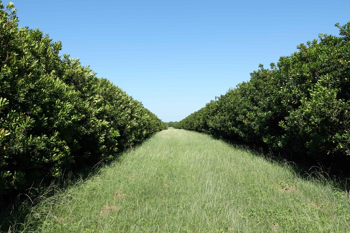 Pathogenicity trials season opens!