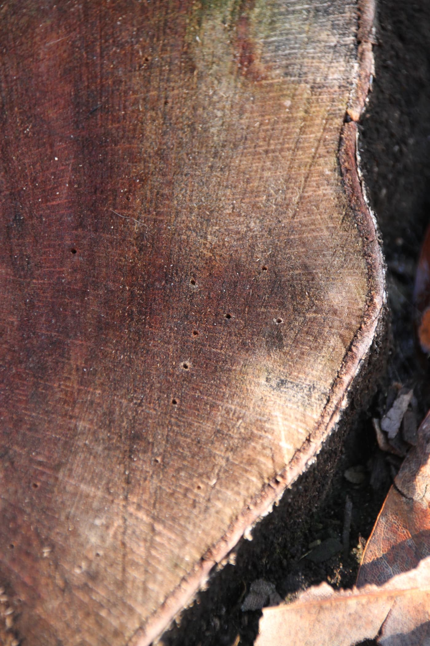 Beetles, bugs, and Mac trees
