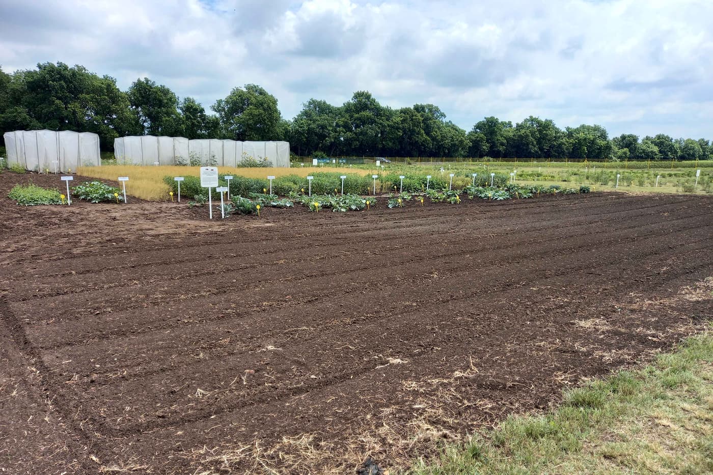 Field day at the Serbian Institute for Field And Vegetable Crops