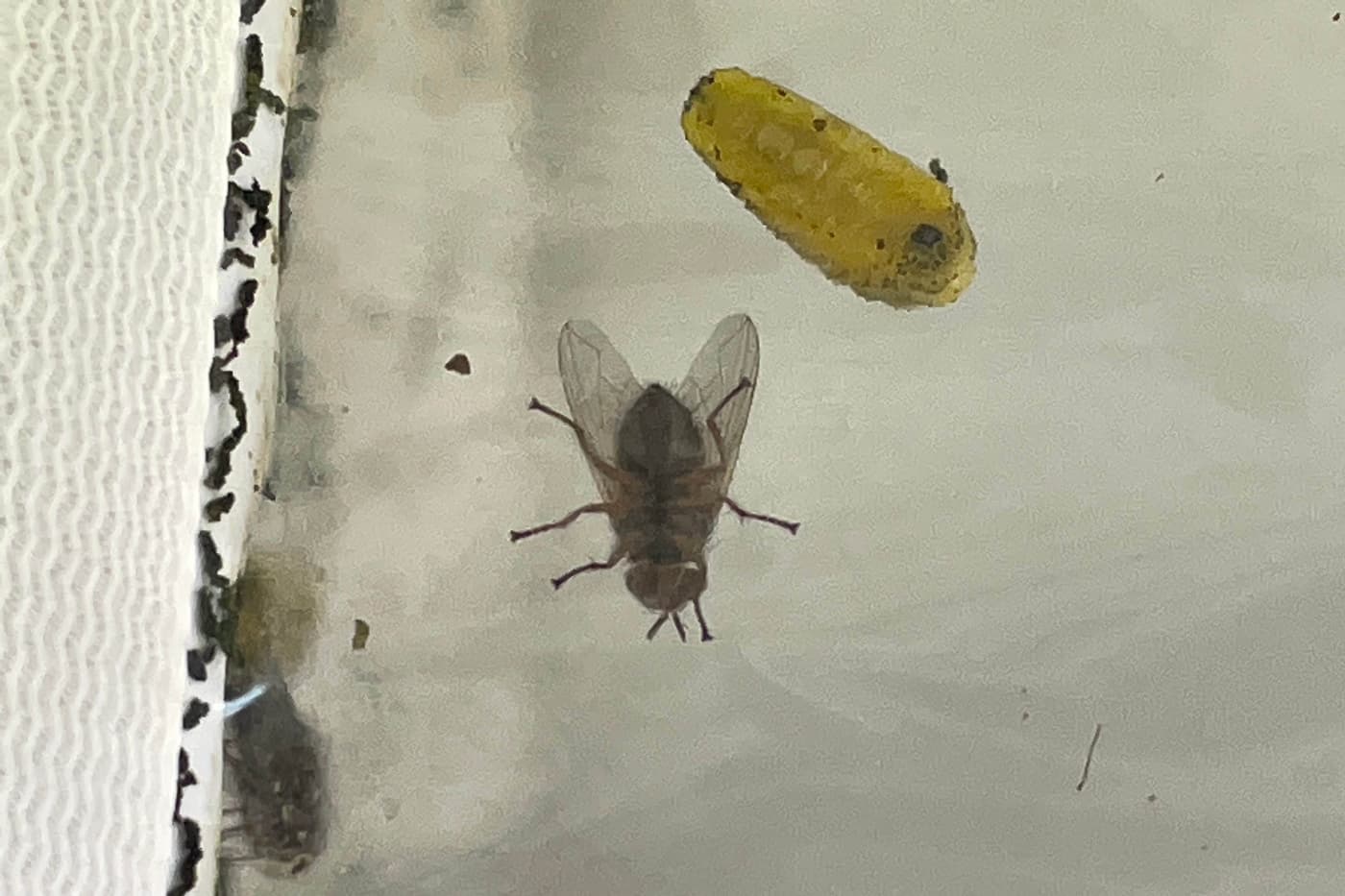 FABI imports <i>Anagonia</i> cf. <i>lasiophthalma</i>, potential biological control agent for <i>Gon