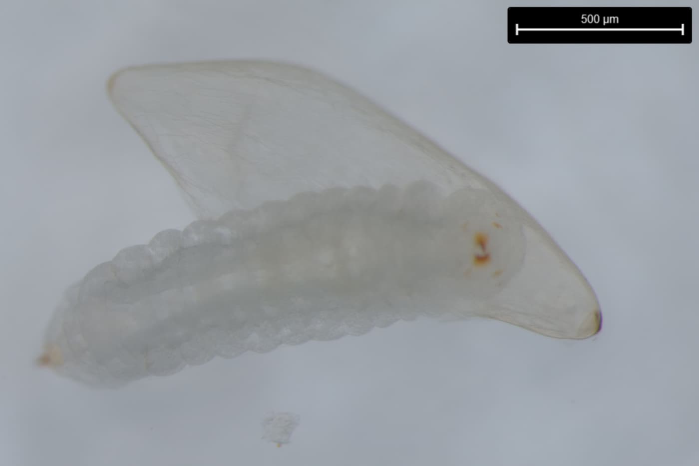 Nature Africa highlights novel research conducted at FABI on <i>Sirex</i> egg activation